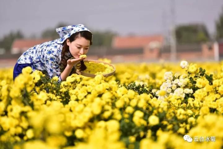 云臺冰菊基地發生了什么？一批批領導專家團隊前來！